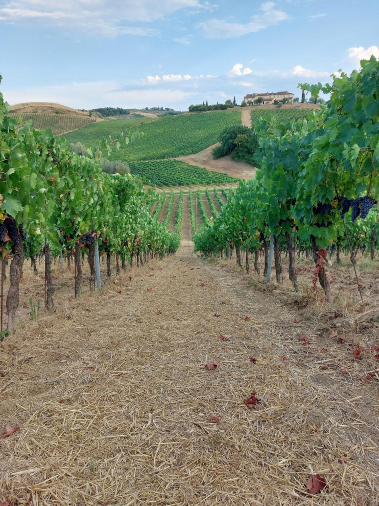 Agriturismo Corte In Poggio Stabbia Экстерьер фото